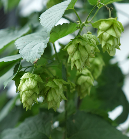 close up of hops