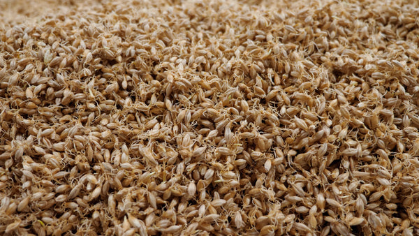 malting_germinating_grain