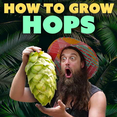 How to grow hops