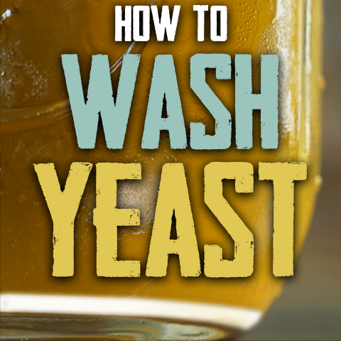 how to harvest and wash yeast for homebrewing