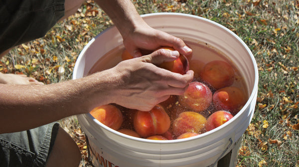 5 Gallon Peach Moonshine Mash Recipe Besto Blog