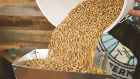 pouring grain into grinder to finely crush it