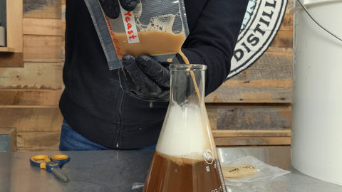 pitching saccromyces servasis brewing yeast