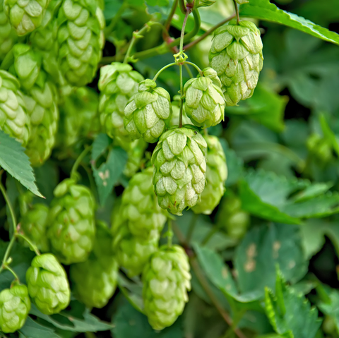 the hop flower