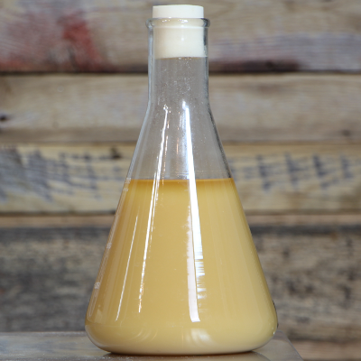 Yeast Starter