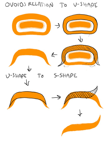 relationship between ovoid and the other shapes