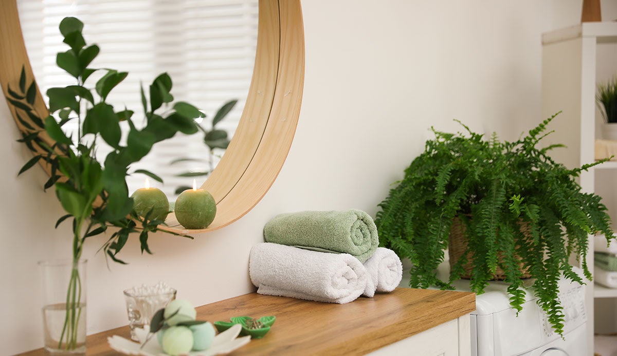 Houseplant next to a shelf holding rolled towels