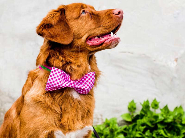 buy bow ties for dogs