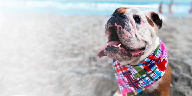 designer dog bandanas