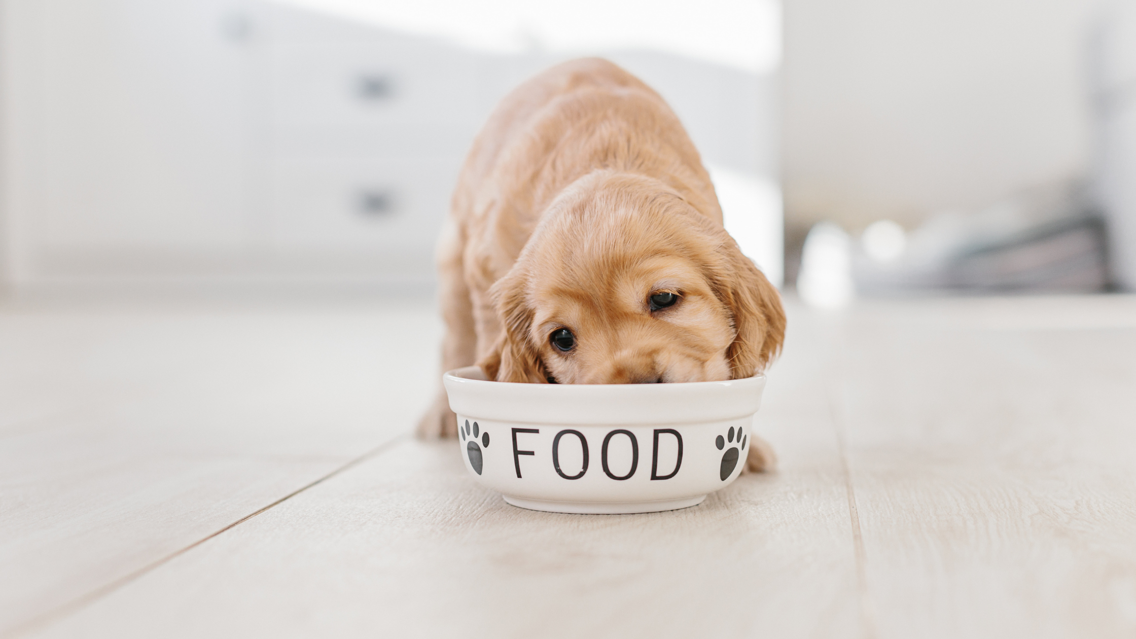 Puppy Food Puppy Nutrition - ARMOR THE POOCH