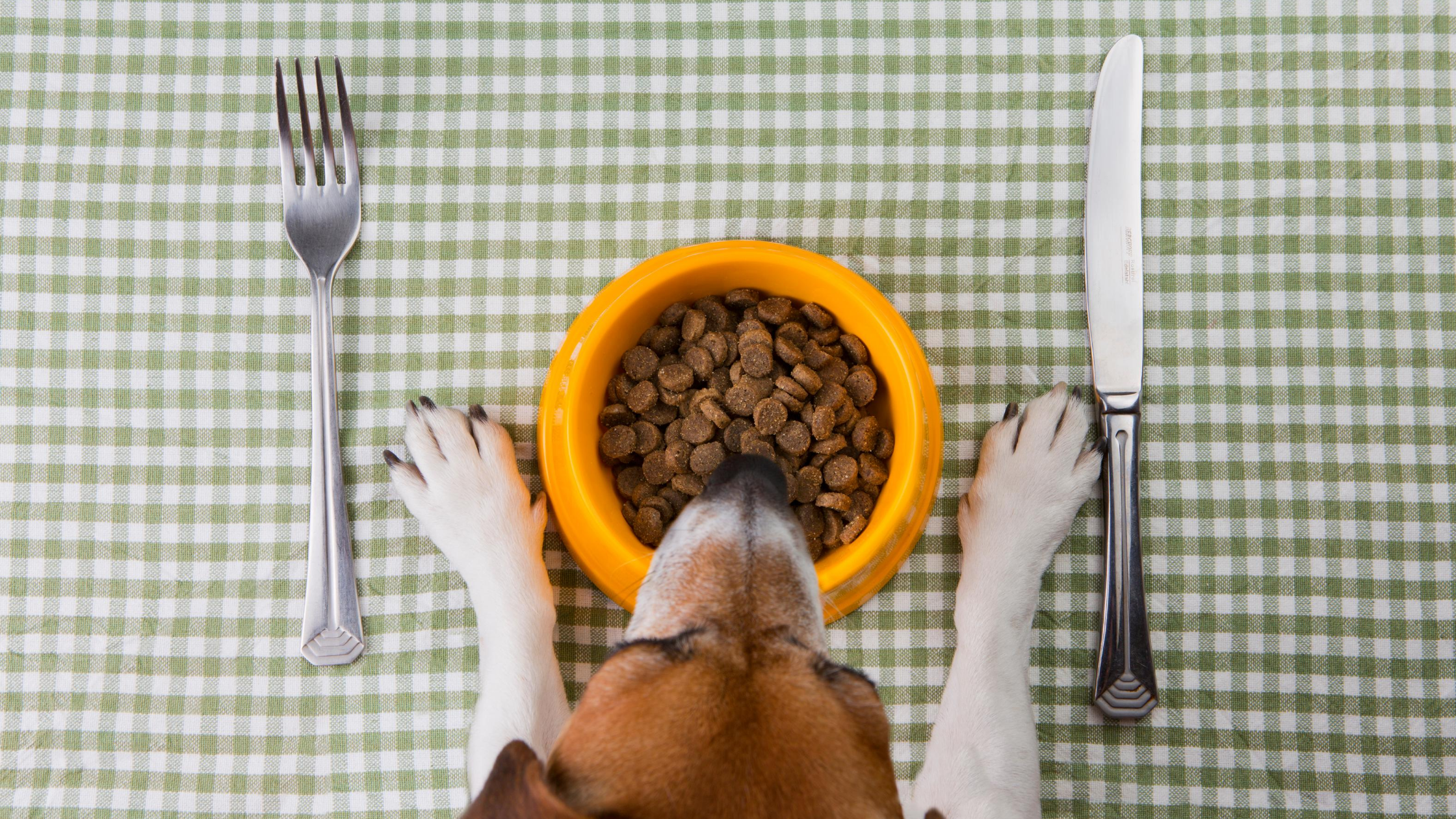 Dog Food Nutrition