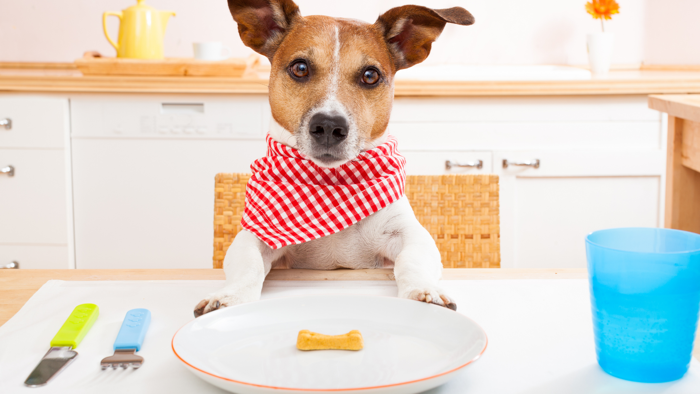 How do I know whether I am feeding the right amount to my dog?