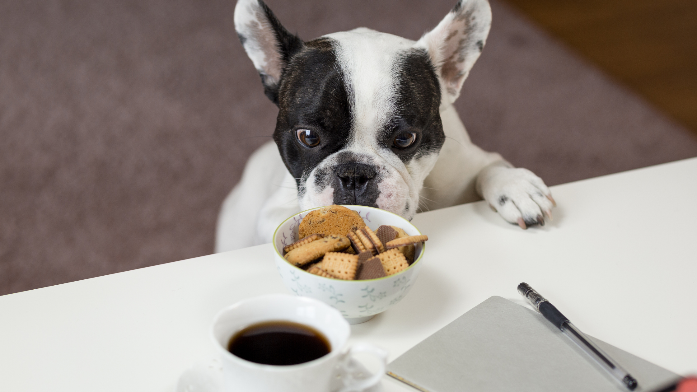 5 Common Reasons Why Your Dog Is Losing Weight