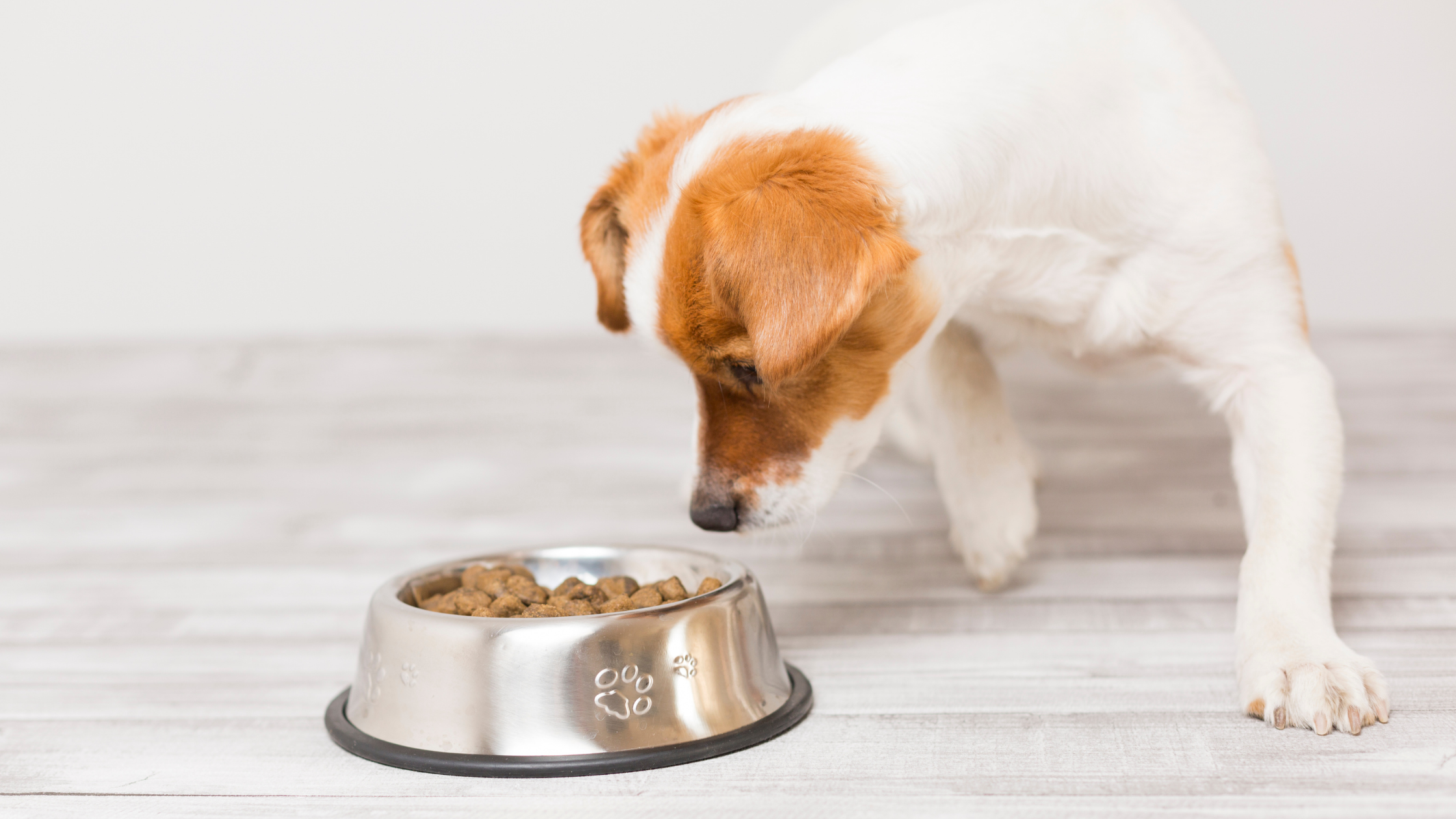 Senior Dog Nutrition FAQS