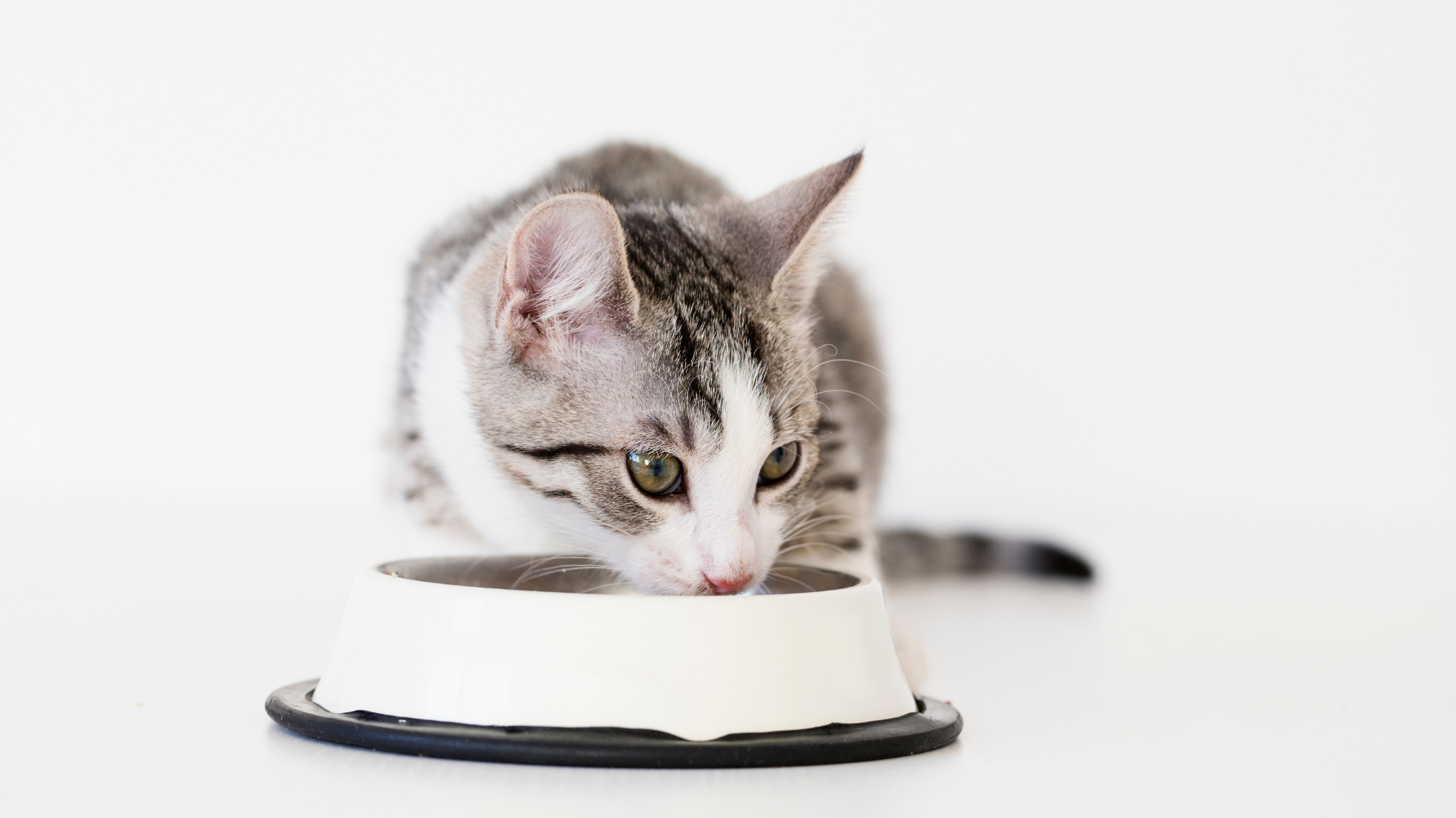 Kitten Nutrition 101 - Cat Food & Cat Nutrition (Part 1)