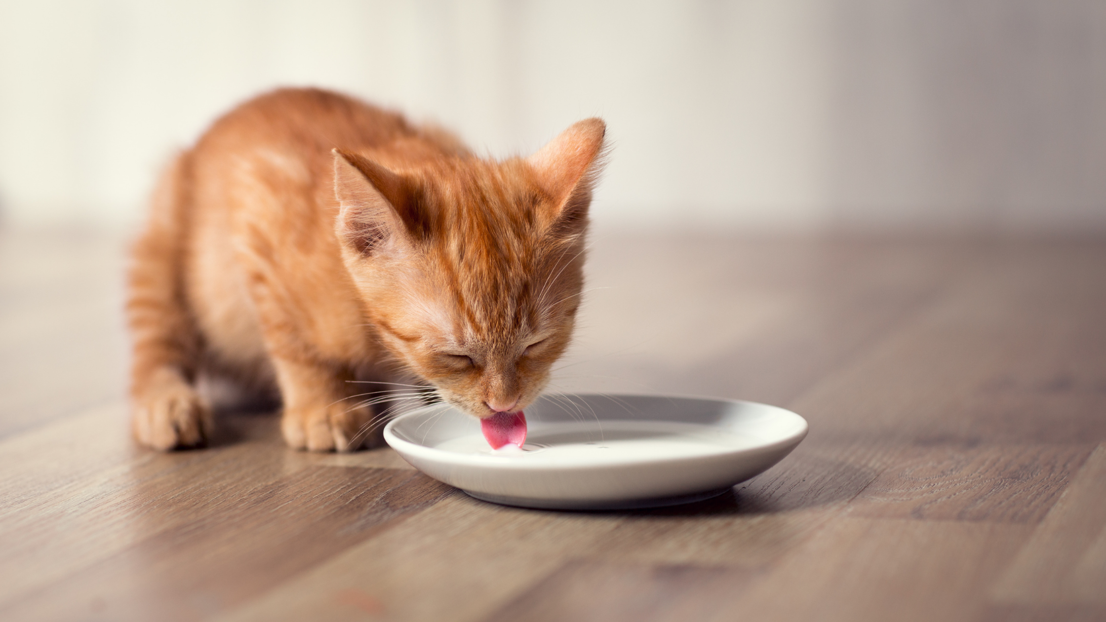 Kitten Nutrition 101 - Cat Food & Cat Nutrition (Part 1)