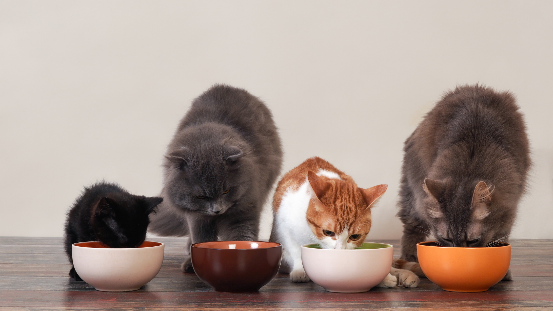 Adult Cat Nutrition 101 - Cat Food & Cat Nutrition (Part 2)