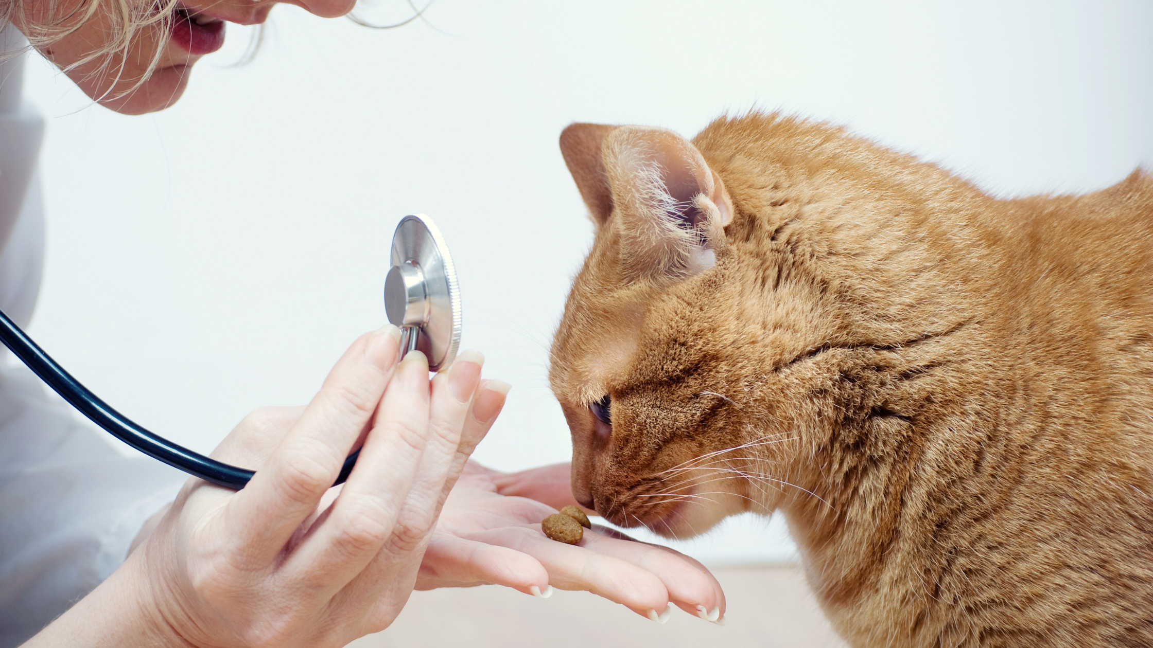 Benefits Of Vitamins And Minerals For Cats 