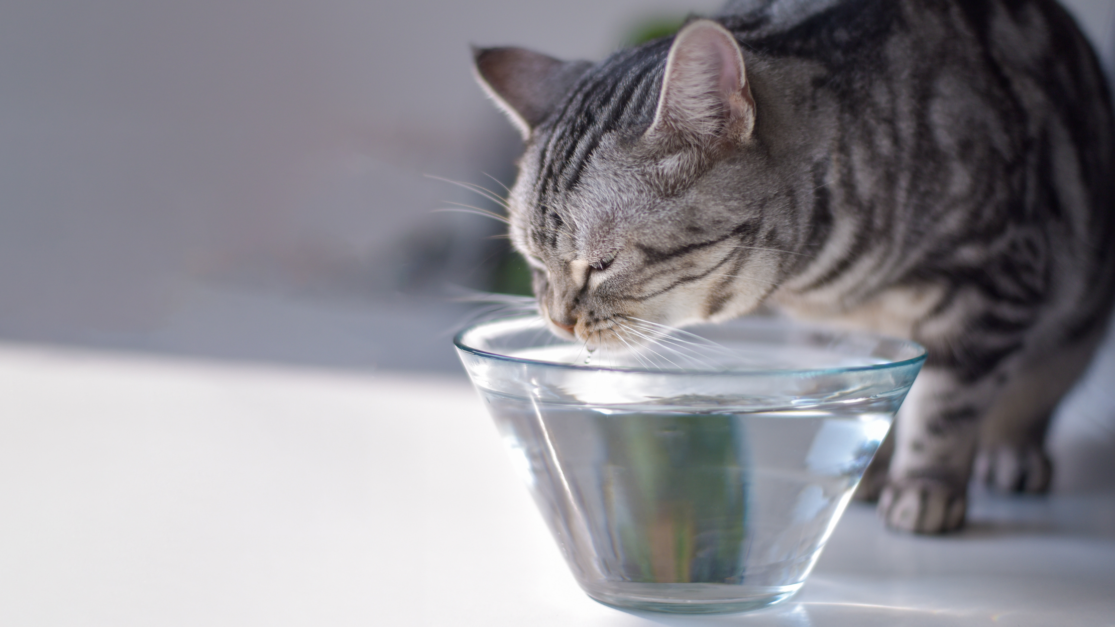 Senior Cat Nutrition 101 - Cat Food & Cat Nutrition (Part 3)