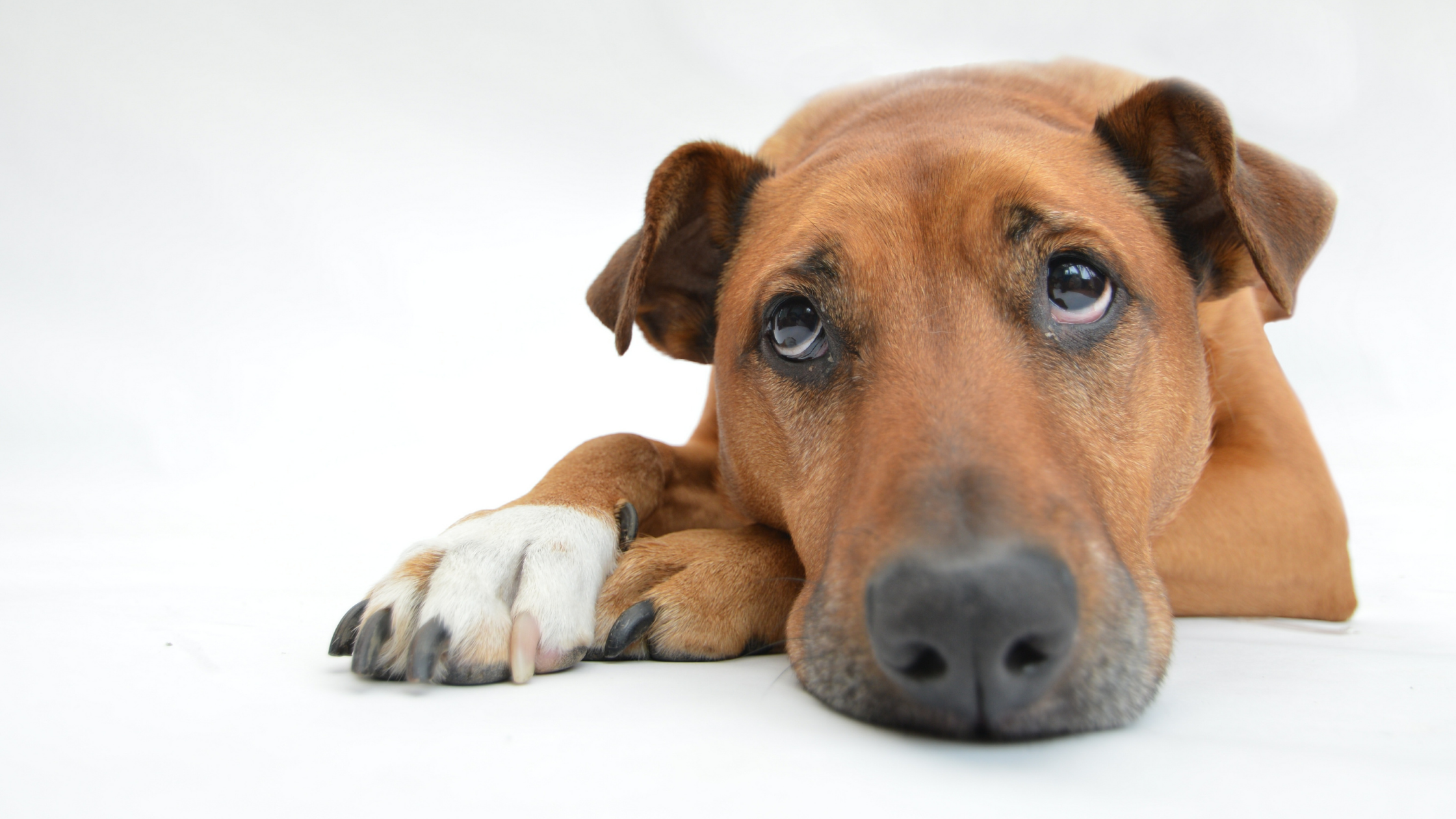 What Is Pancreatitis? How To Choose Dog Food For Pancreatitis?