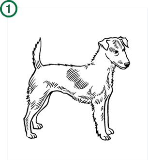 Bayer - Advantage II - Topical Flea Treatment for Dogs