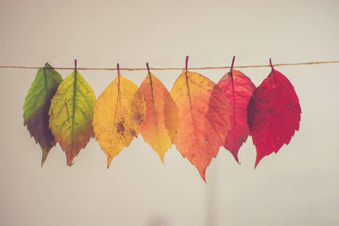 leaves hanging on a line in Autumn colours 