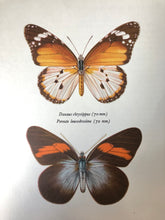 Load image into Gallery viewer, Original Butterfly Bookplate, Danaus chrysippus