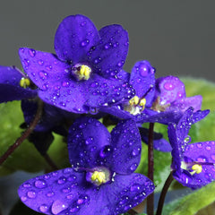 african violets