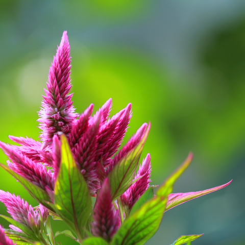 Celosia