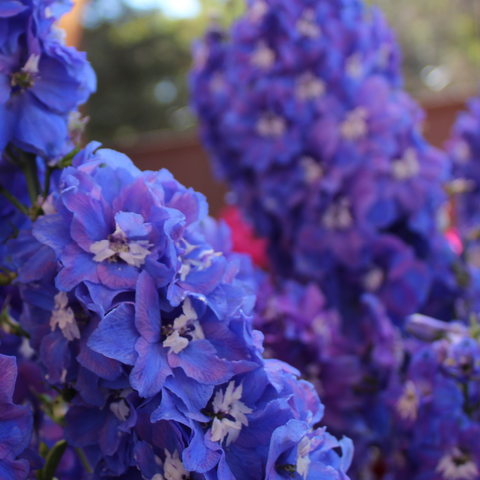 Delphinium 