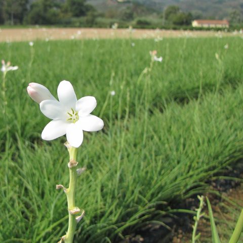 tuberose