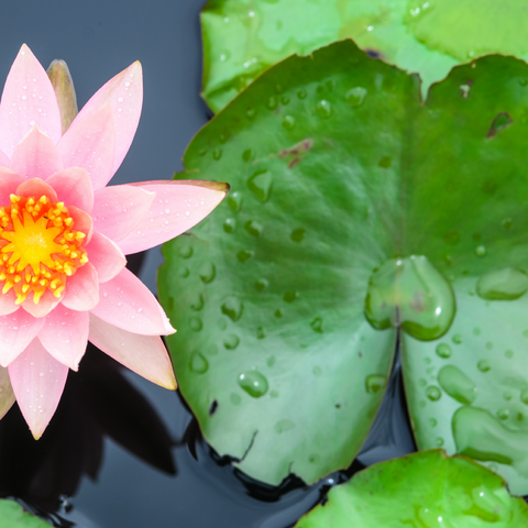 water lily