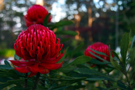 waratah flowers 