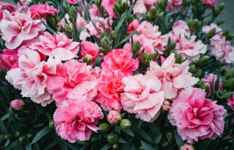carnations 