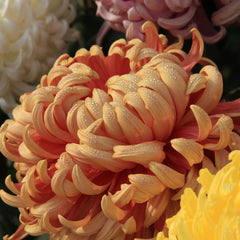 chrysanthemums