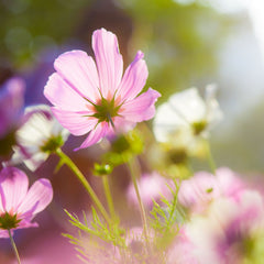 cosmos flower