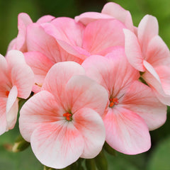 Geraniums