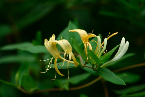 honeysuckle flower 