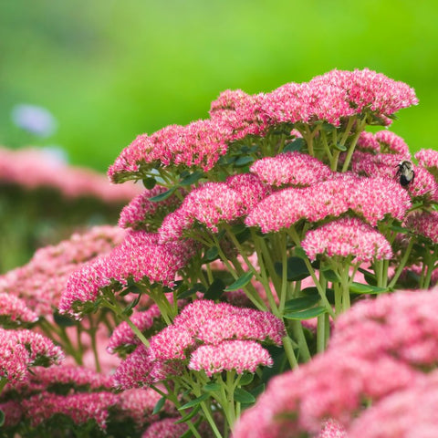 Sedum Autumn Joy Flowers 