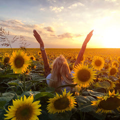 sunflowers