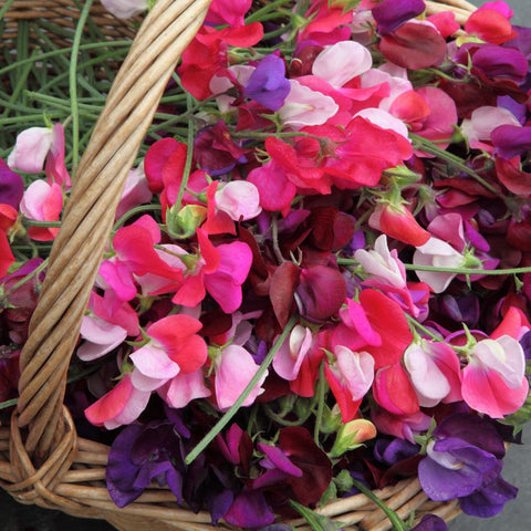 a bucket of sweet peas