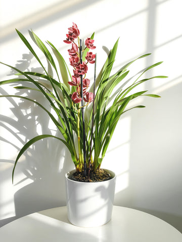 cymbidium orchids plant 