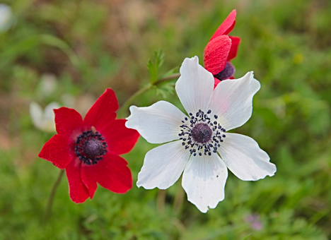 anemone melbourne 