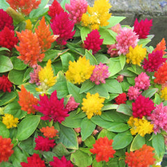 celosia