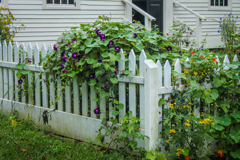 Flowers vining up on white picket fence at corner of yard of white frame house - Lush and green in springtime