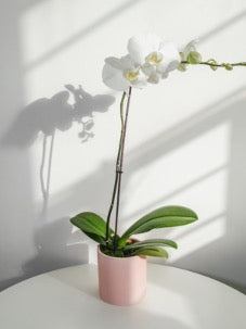 phalaenopsis orchid in melbourne