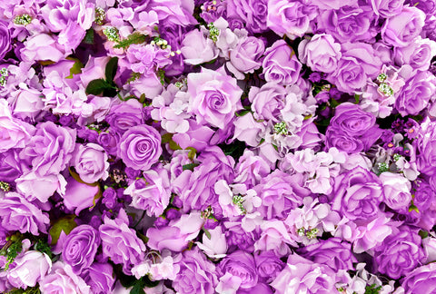 purple roses for International women's day