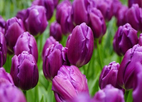 purple tulips