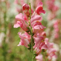 snapdragon 