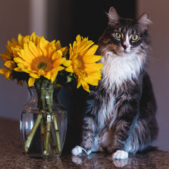 sunflowers and cats